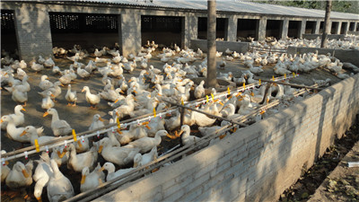 �B(y��ng)���O��-�� ˮ��